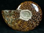 Cleoniceras Ammonite Fossil - Madagascar #7354-1